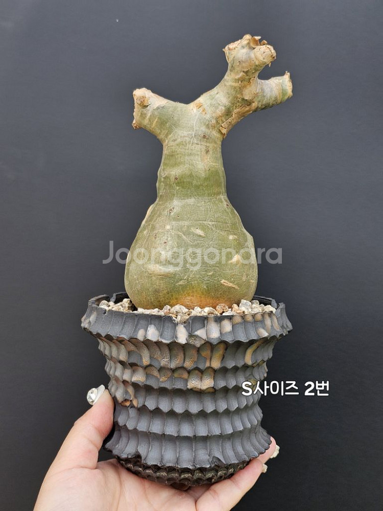 귀한 소말리아 스몰맆 베티포르메 (아프리카식물/코덱스)--1