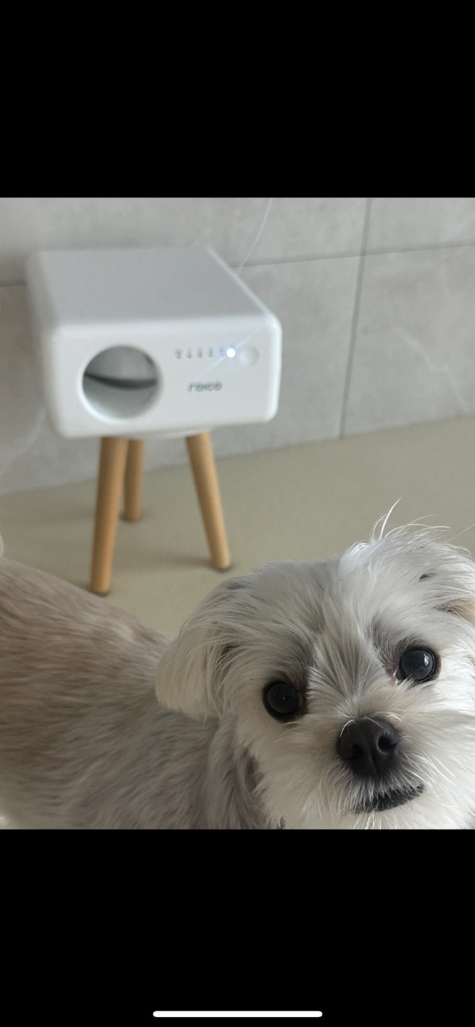 애견 장난감 노즈워크 장난감--1