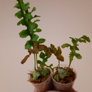 개미고사리1,2Lecanopteris luzonens