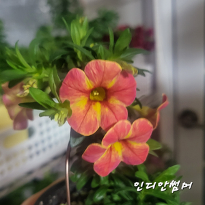 인디안썸머/칼리브라코아/겹칼리브라코아/밀레니엄벨/슈퍼벨