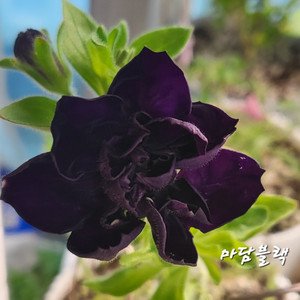 마담블랙/페츄니아/겹페츄니아/칼리브라코아/겹칼리브라코아