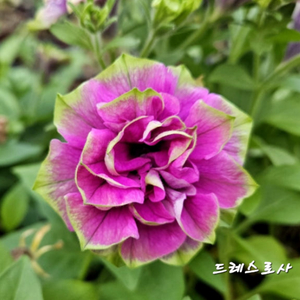 드레스로사/페츄니아/겹페츄니아/칼리브라코아/겹칼리브라코
