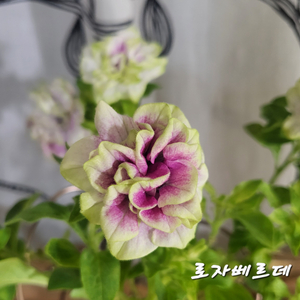 로자베르데/페츄니아/겹페츄니아/칼리브라코아/겹칼리브라코