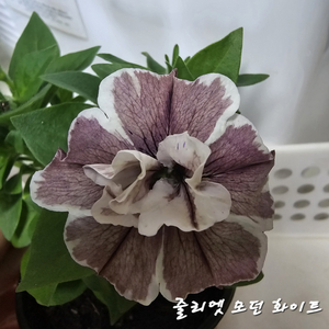 줄리엣모던화이트/페츄니아/겹페츄니아/칼리브라코아/겹칼리