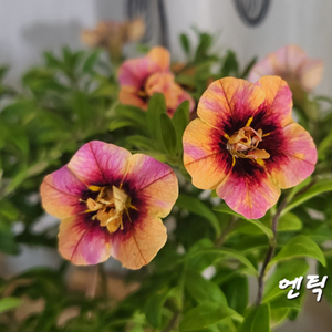 엔틱60/칼리브라코아/겹칼리브라코아/밀레니엄벨/슈퍼벨/