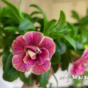 더블체리리플/칼리브라코아/겹칼리브라코아/밀레니엄벨/슈퍼
