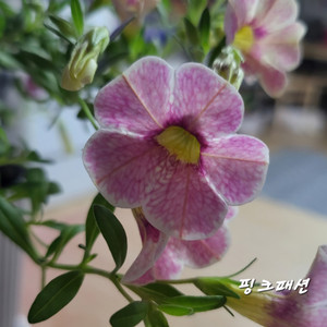 핑크패션/칼리브라코아/겹칼리브라코아/밀레니엄벨/슈퍼벨/