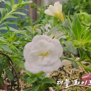 더블화이트/칼리브라코아/겹칼리브라코아/밀레니엄벨/슈퍼벨