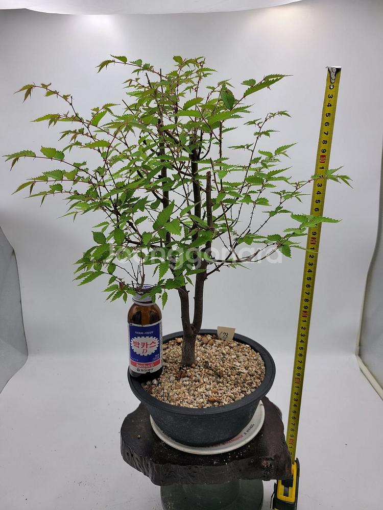 느티나무 정원수 카페식물 미니화분 인테리어식물 분재--0