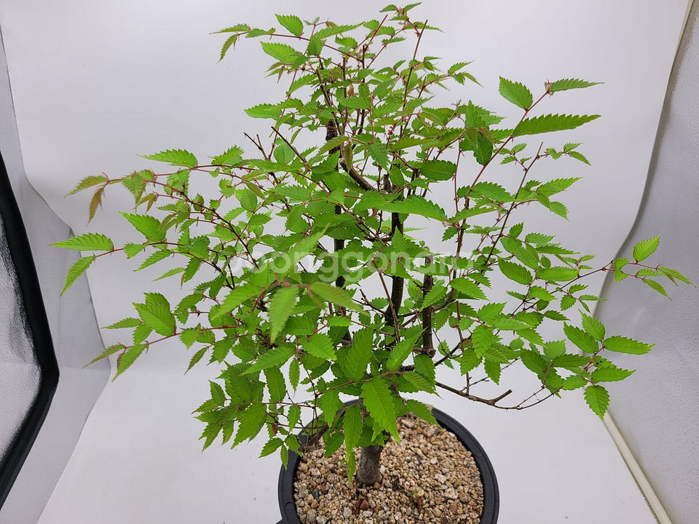 느티나무 정원수 카페식물 미니화분 인테리어식물 분재--1