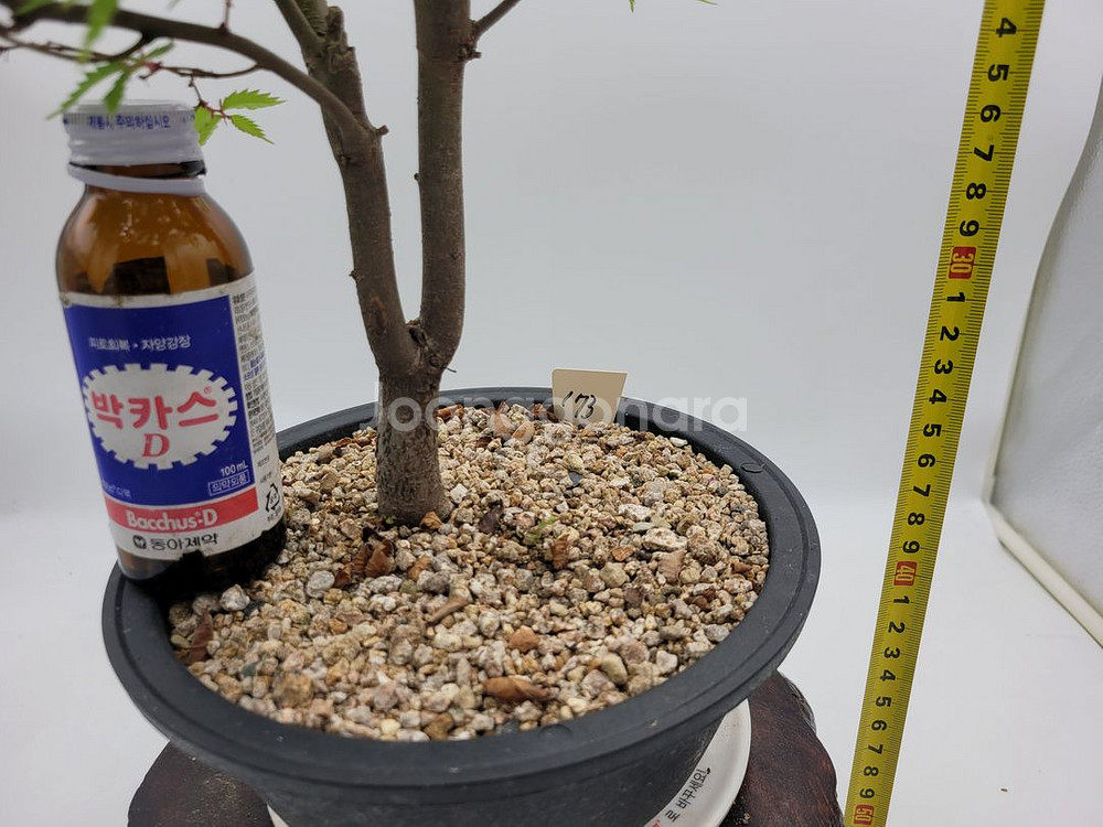 느티나무 정원수 카페식물 미니화분 인테리어식물 분재--3