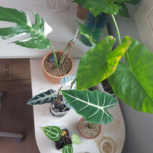 식물 몬스테라 알보 찢잎,알로카시아 희귀종 등등 일괄