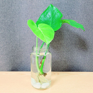 몬스테라 수경재배 / 공기정화 식물 / 반려 식물