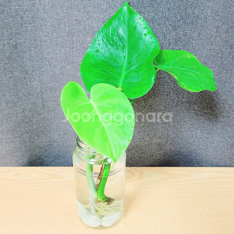 몬스테라 수경재배 / 공기정화 식물 / 반려 식물--1