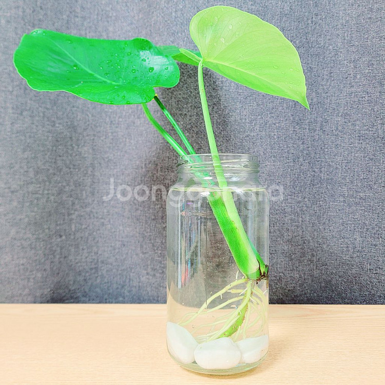 몬스테라 수경재배 / 공기정화 식물 / 반려 식물--2
