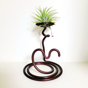 공중식물 이오난사 + 이오난사 전용(멀티) 스탠드