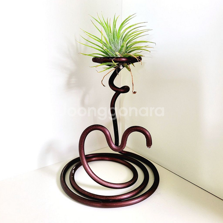 공중식물 이오난사 + 이오난사 전용(멀티) 스탠드--1