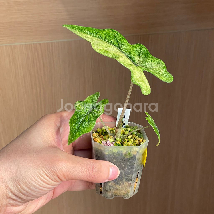 알로카시아 미스틱--2