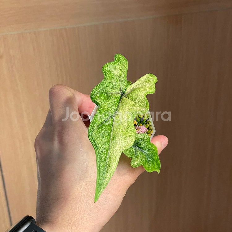 알로카시아 미스틱--1