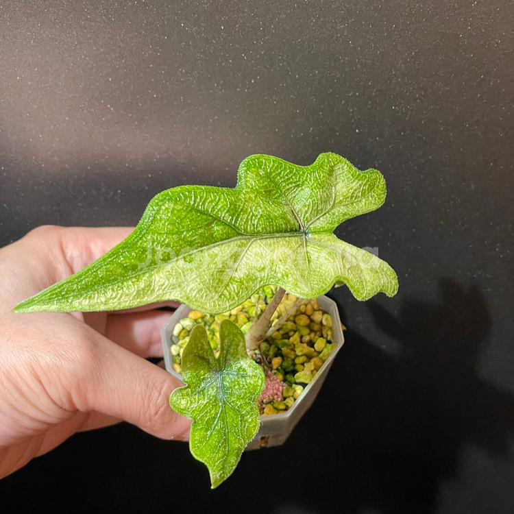 알로카시아 미스틱--0