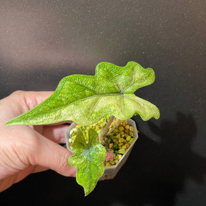 알로카시아 미스틱