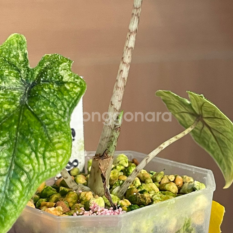 알로카시아 미스틱--3