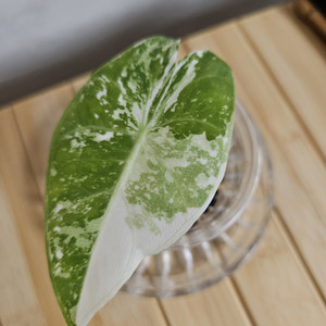 알로카시아 핑크드래곤 화이트 바리에가타