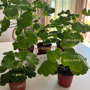 제라늄 개별 분양
