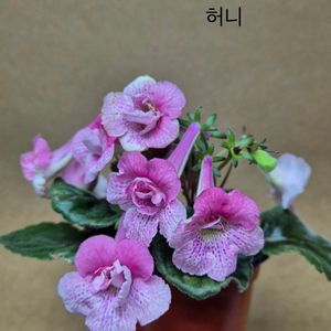 미니신닌기아 허니
