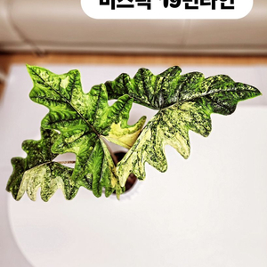 S급 알로카시아 미스틱 바리에가타 분양
