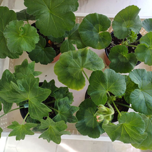 제라늄 4종 세트(ta에더~)