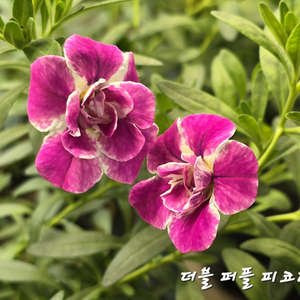 퍼플피코티/칼리브라코아/겹칼리브라코아/밀레니엄벨/슈퍼벨