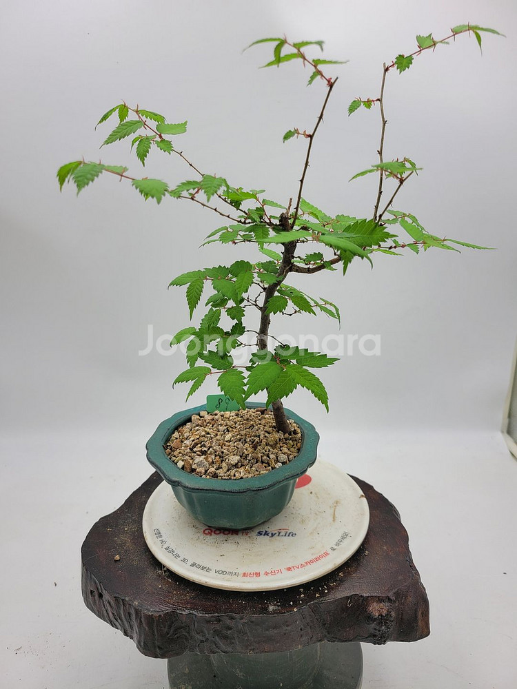 느티나무 미니화분 인테리어식물 카페화분 정원수 분재--1