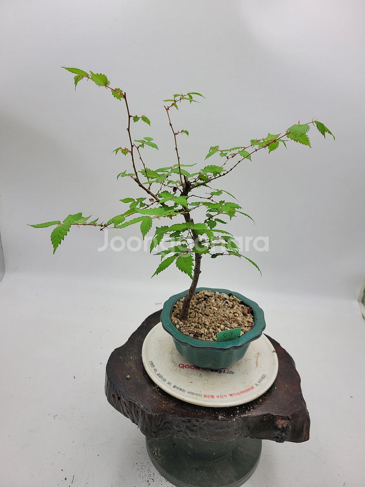 느티나무 미니화분 인테리어식물 카페화분 정원수 분재--0