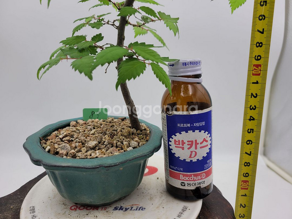 느티나무 미니화분 인테리어식물 카페화분 정원수 분재--5