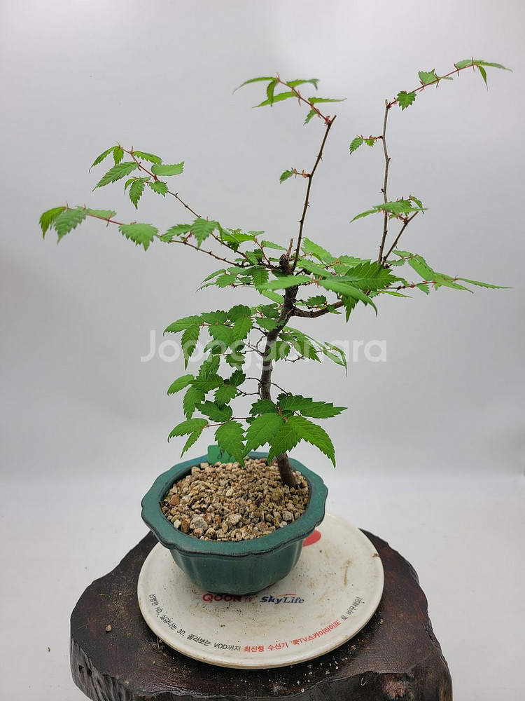 느티나무 미니화분 인테리어식물 카페화분 정원수 분재--4