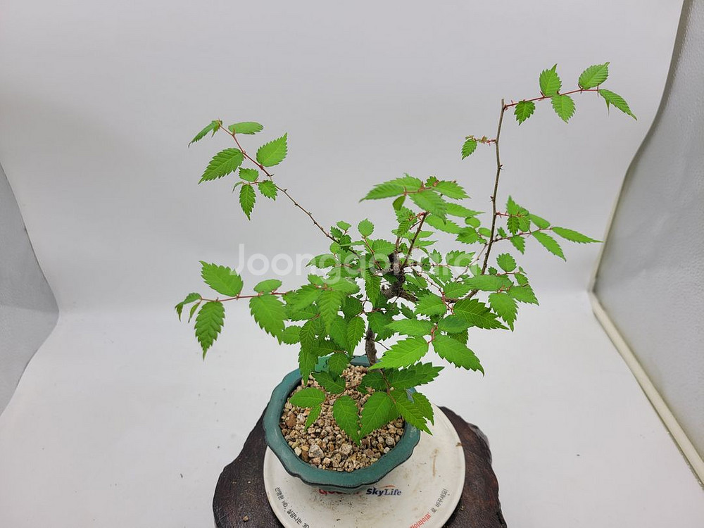 느티나무 미니화분 인테리어식물 카페화분 정원수 분재--3