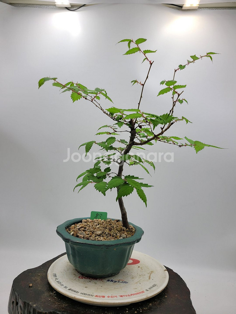 느티나무 미니화분 인테리어식물 카페화분 정원수 분재--2