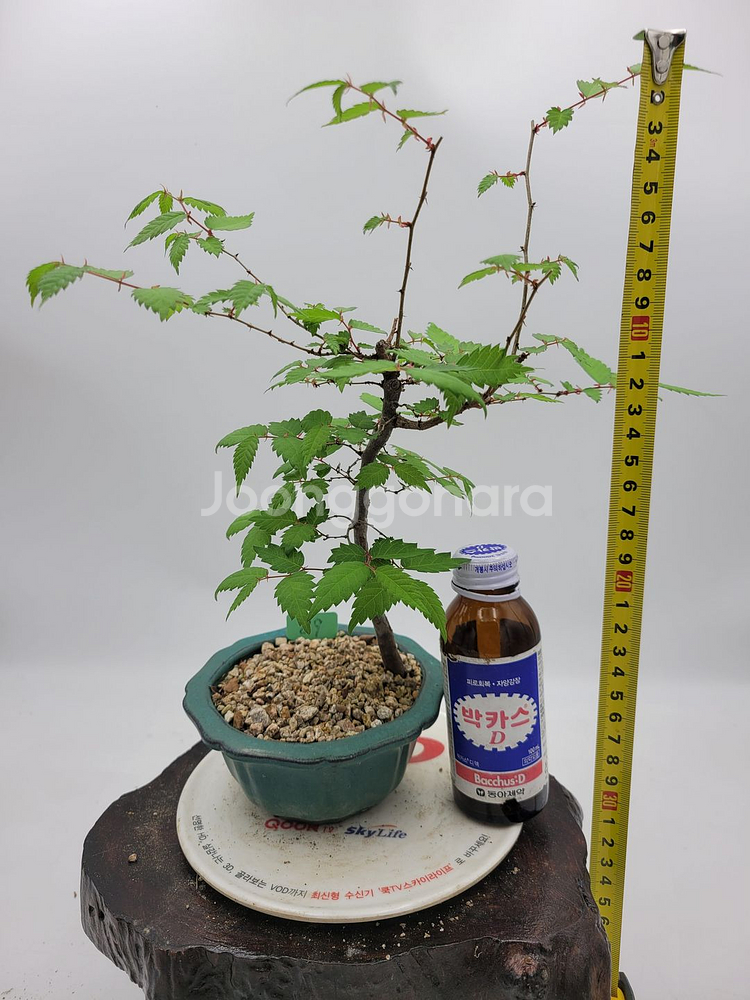 느티나무 미니화분 인테리어식물 카페화분 정원수 분재--6