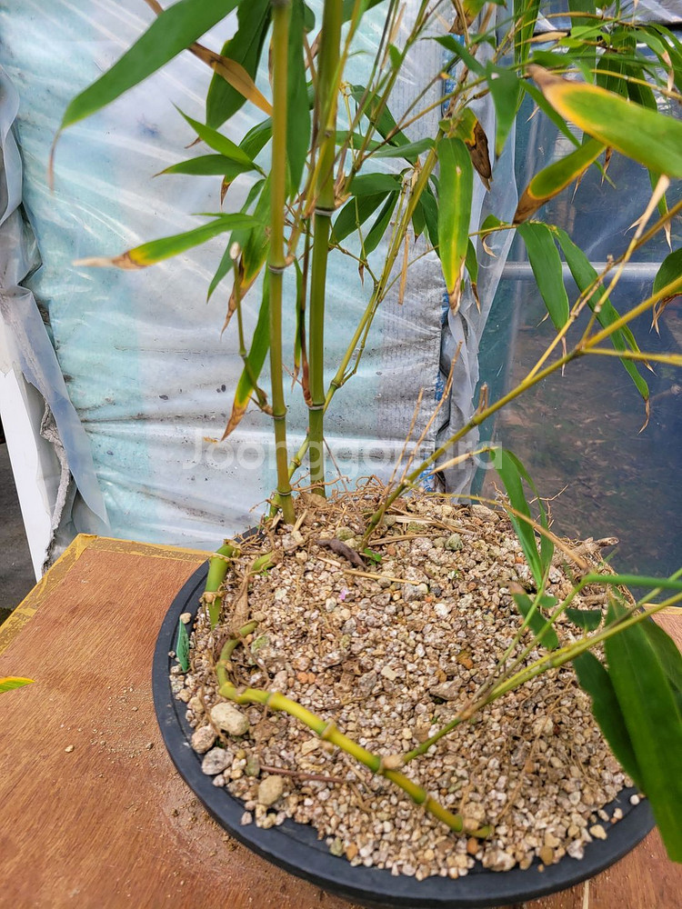 대나무 정원수 울타리화분 분재 인테리어식물 카페화분--1