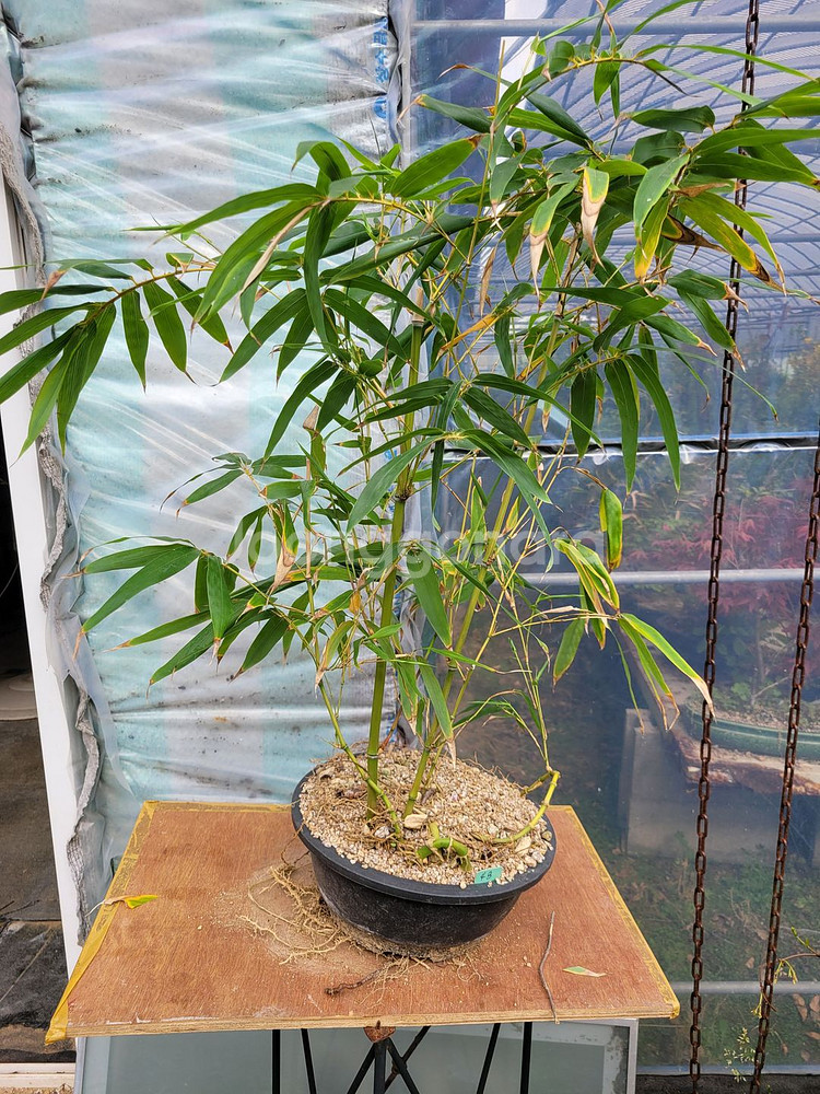 대나무 정원수 울타리화분 분재 인테리어식물 카페화분--0