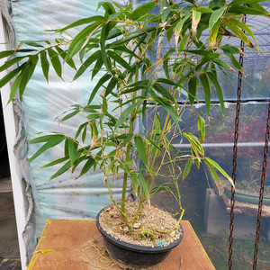 대나무 정원수 울타리화분 분재 인테리어식물 카페화분