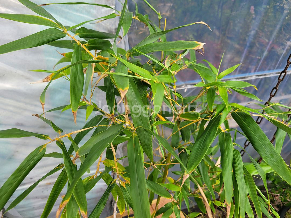 대나무 정원수 울타리화분 분재 인테리어식물 카페화분--2