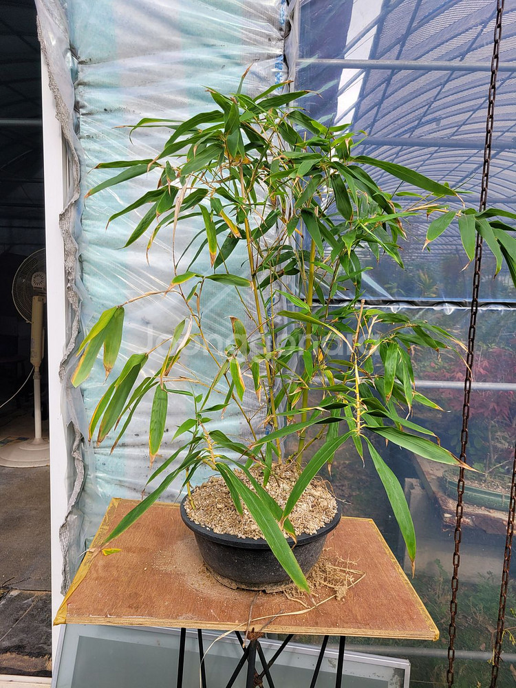 대나무 정원수 울타리화분 분재 인테리어식물 카페화분--5