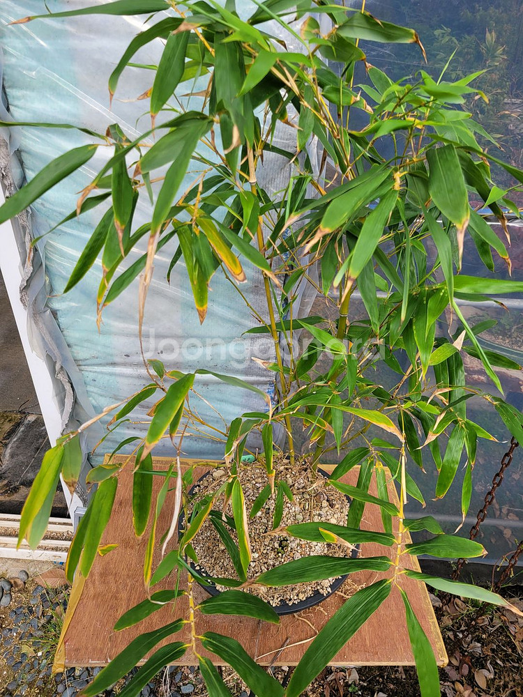 대나무 정원수 울타리화분 분재 인테리어식물 카페화분--4