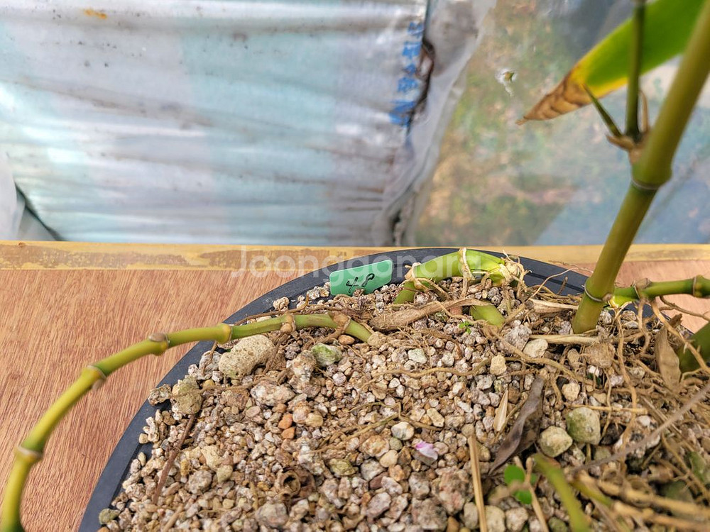 대나무 정원수 울타리화분 분재 인테리어식물 카페화분--6