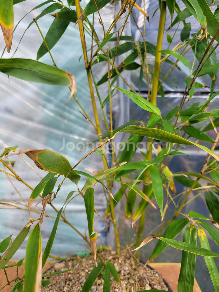 대나무 정원수 울타리화분 분재 인테리어식물 카페화분--3