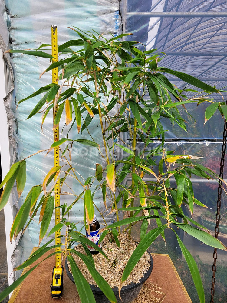 대나무 정원수 울타리화분 분재 인테리어식물 카페화분--8