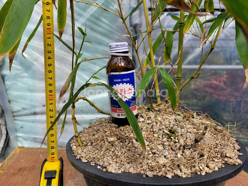 대나무 정원수 울타리화분 분재 인테리어식물 카페화분--7