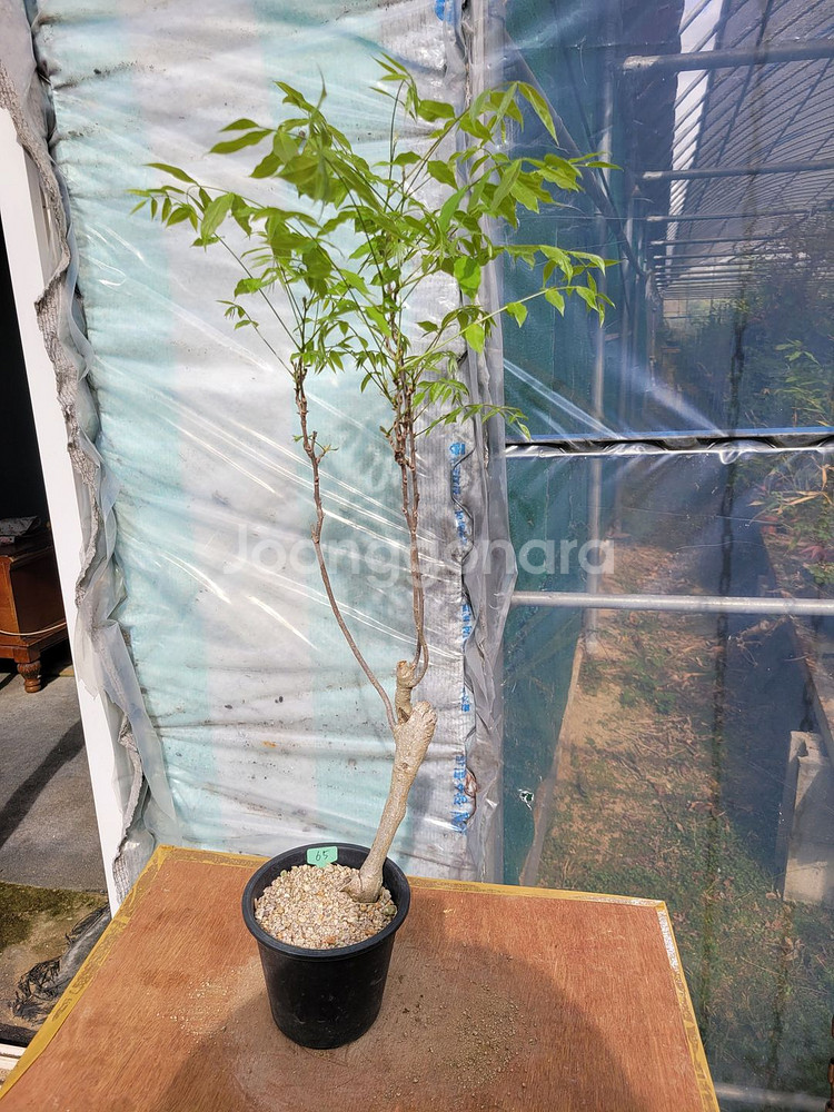 등나무 화분 정원수 카페화분 인테리어식물 분재--3